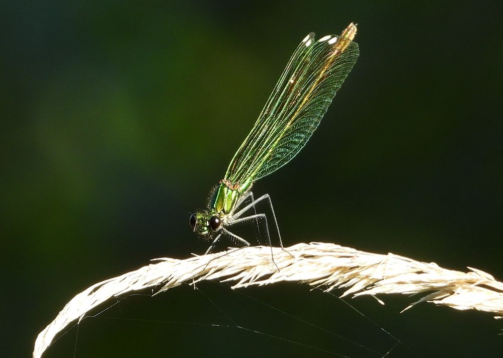 Photograph by Владимир Анатольевич Соколов