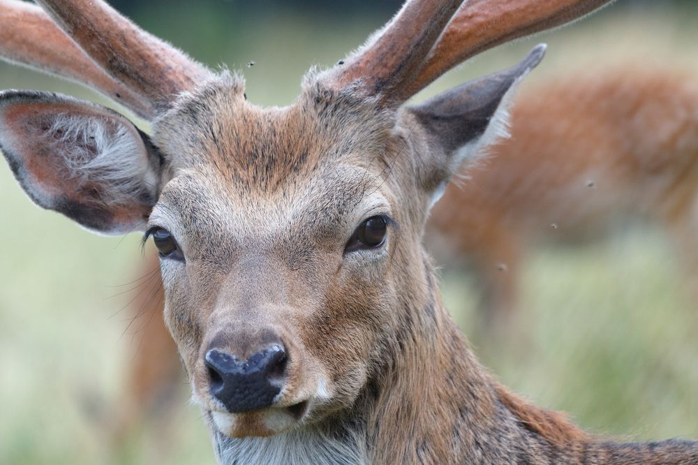 Эти глаза напротив