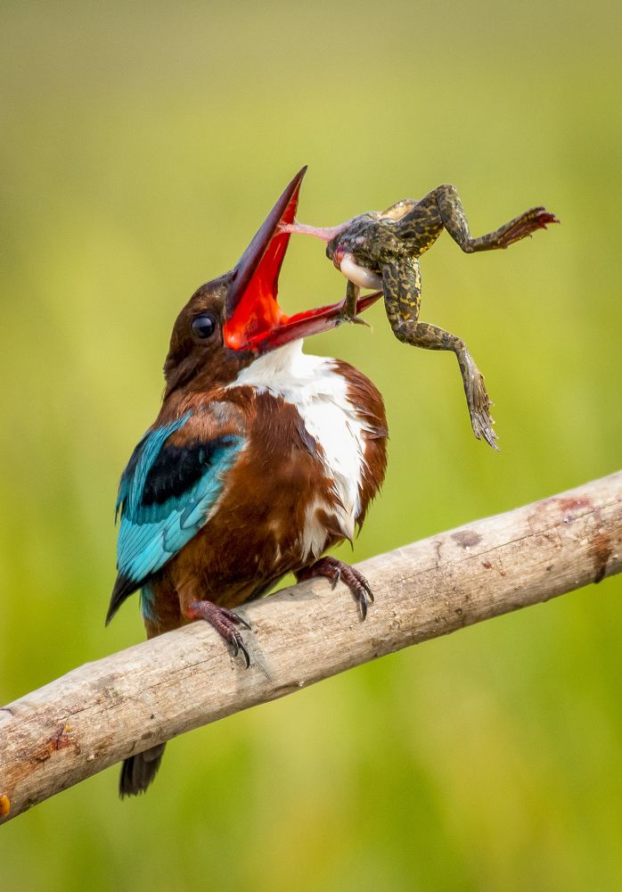 Фотография автора Grace Rani