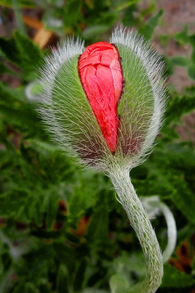 Страстный мак