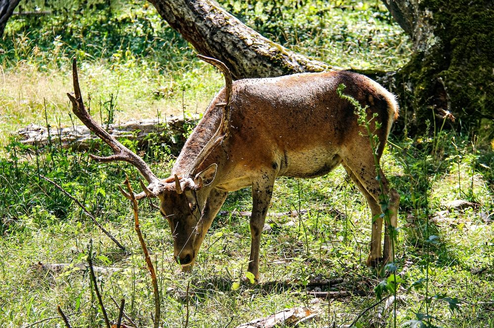 Фотография автора Nepran Vyacheslav