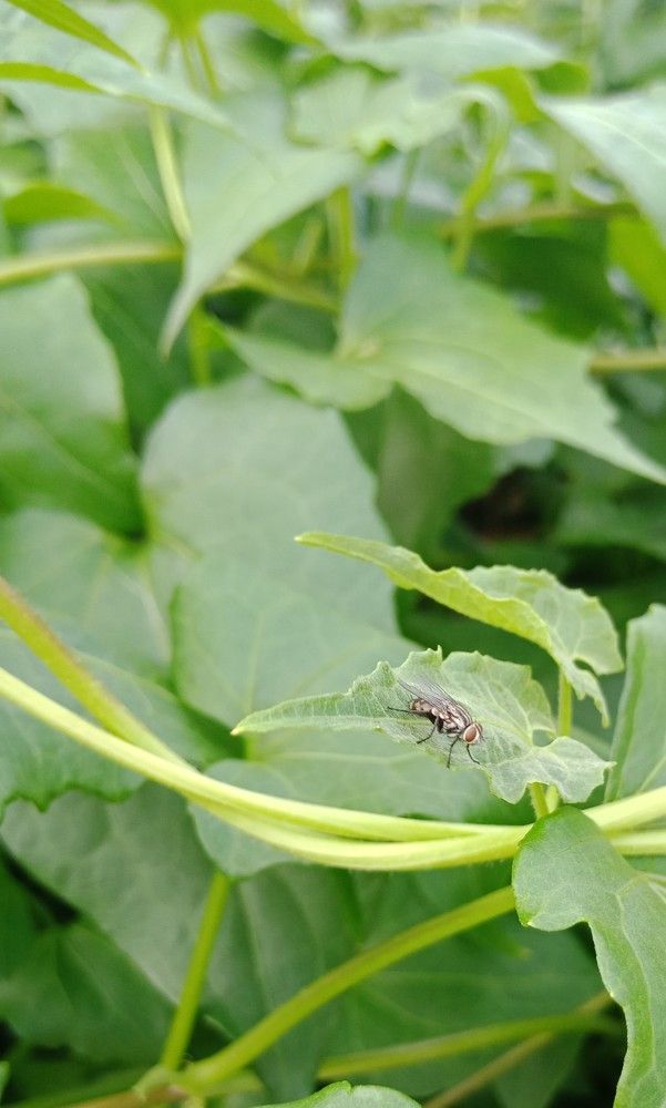 The Lonely Fly In the Midst of Greens