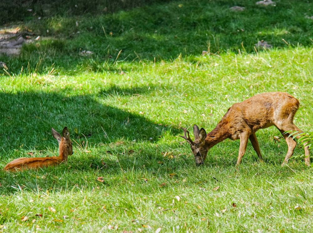 Фотография автора Nepran Vyacheslav