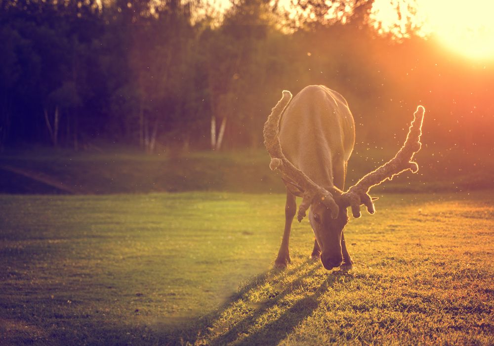 Photograph by svetlana Teteryatnik