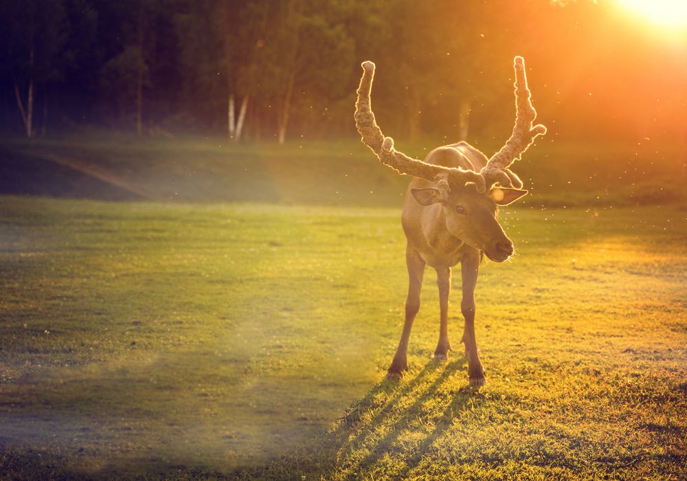 Photograph by svetlana Teteryatnik