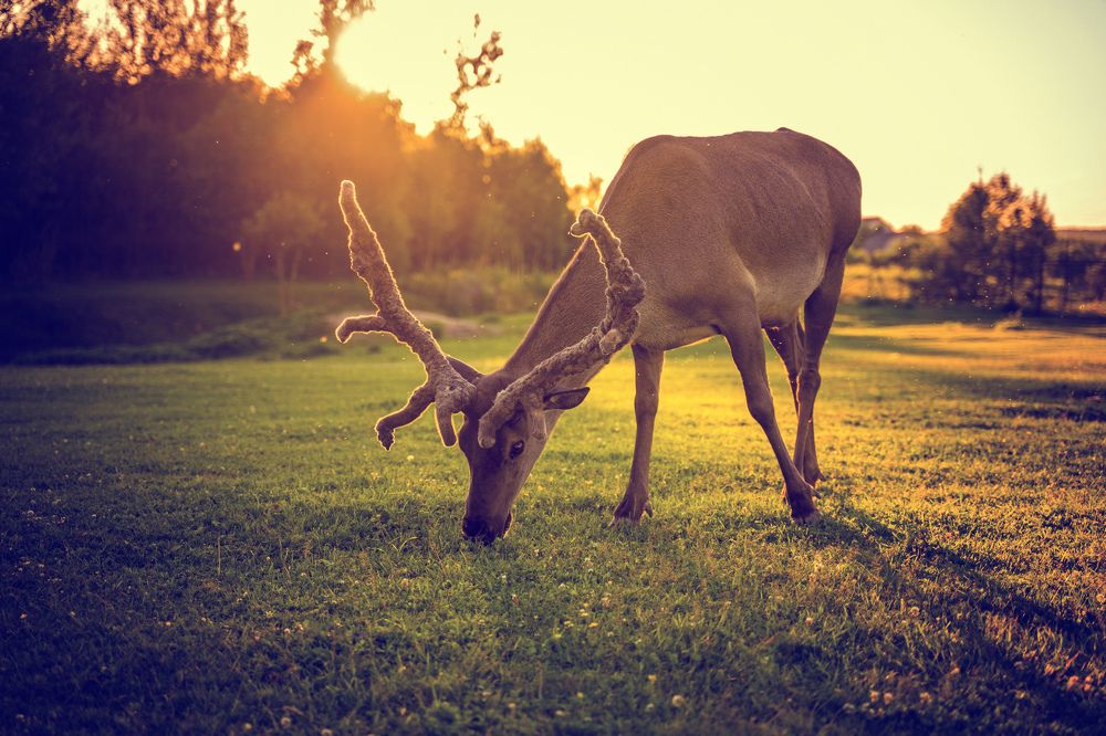 Photograph by svetlana Teteryatnik