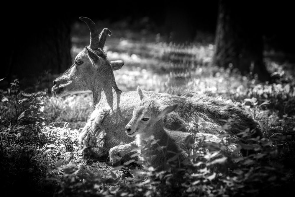 Козел с козленком