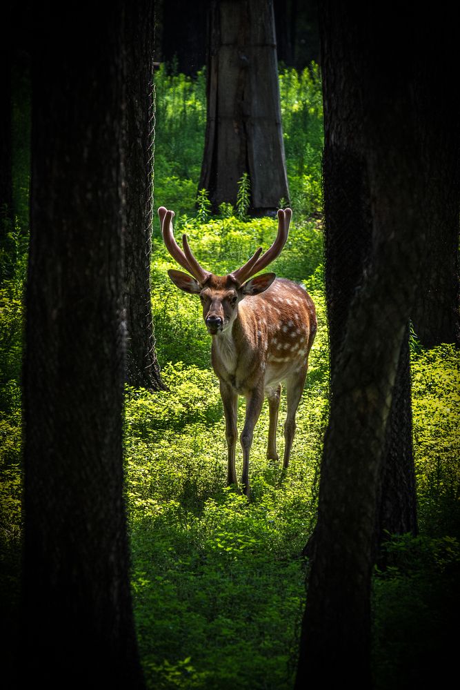 Олень в лесу
