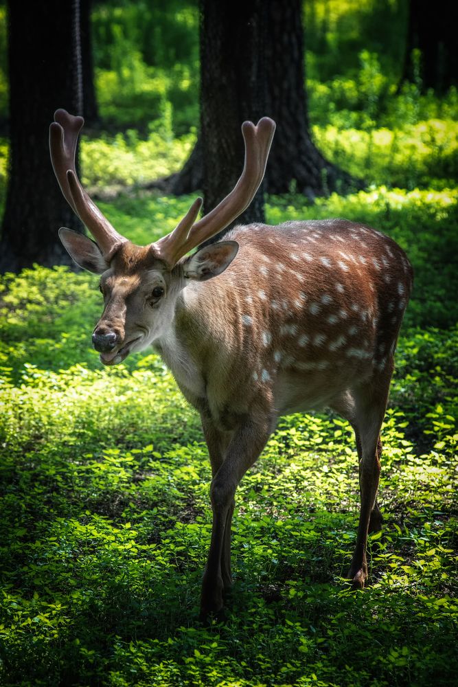 Олень в лесу
