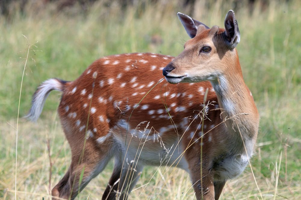 Молодая олениха