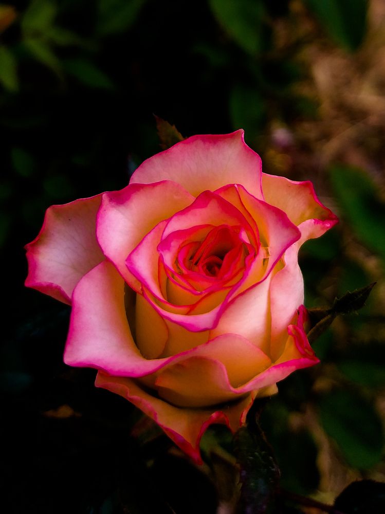 Photo #6273685