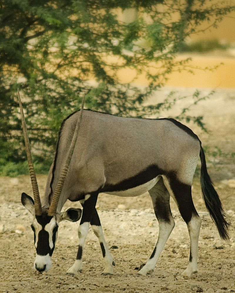 Фотография автора Elshafei Salih