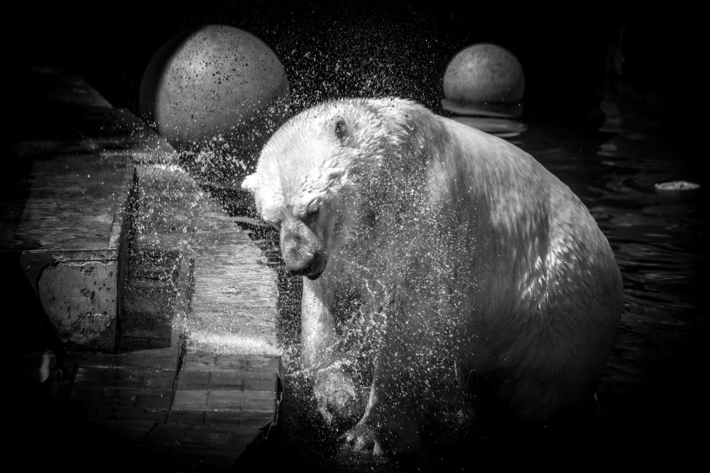 Белый медведь