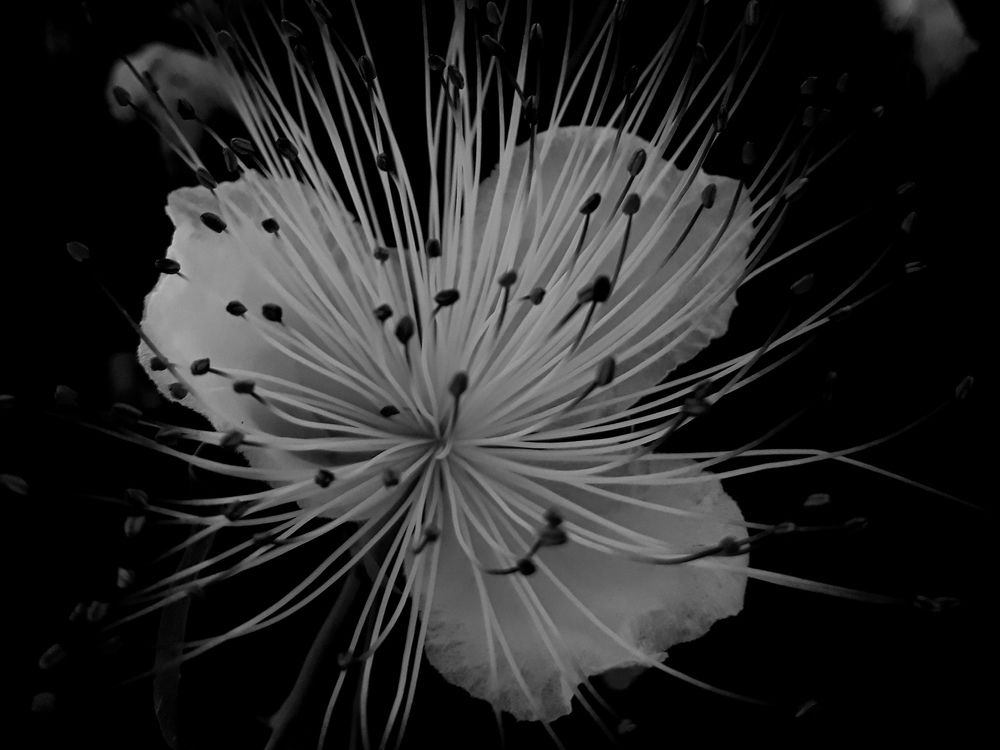 Photograph by Dilara C