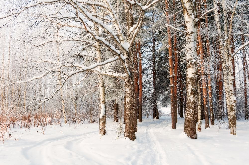 Photograph by Елена Потемина