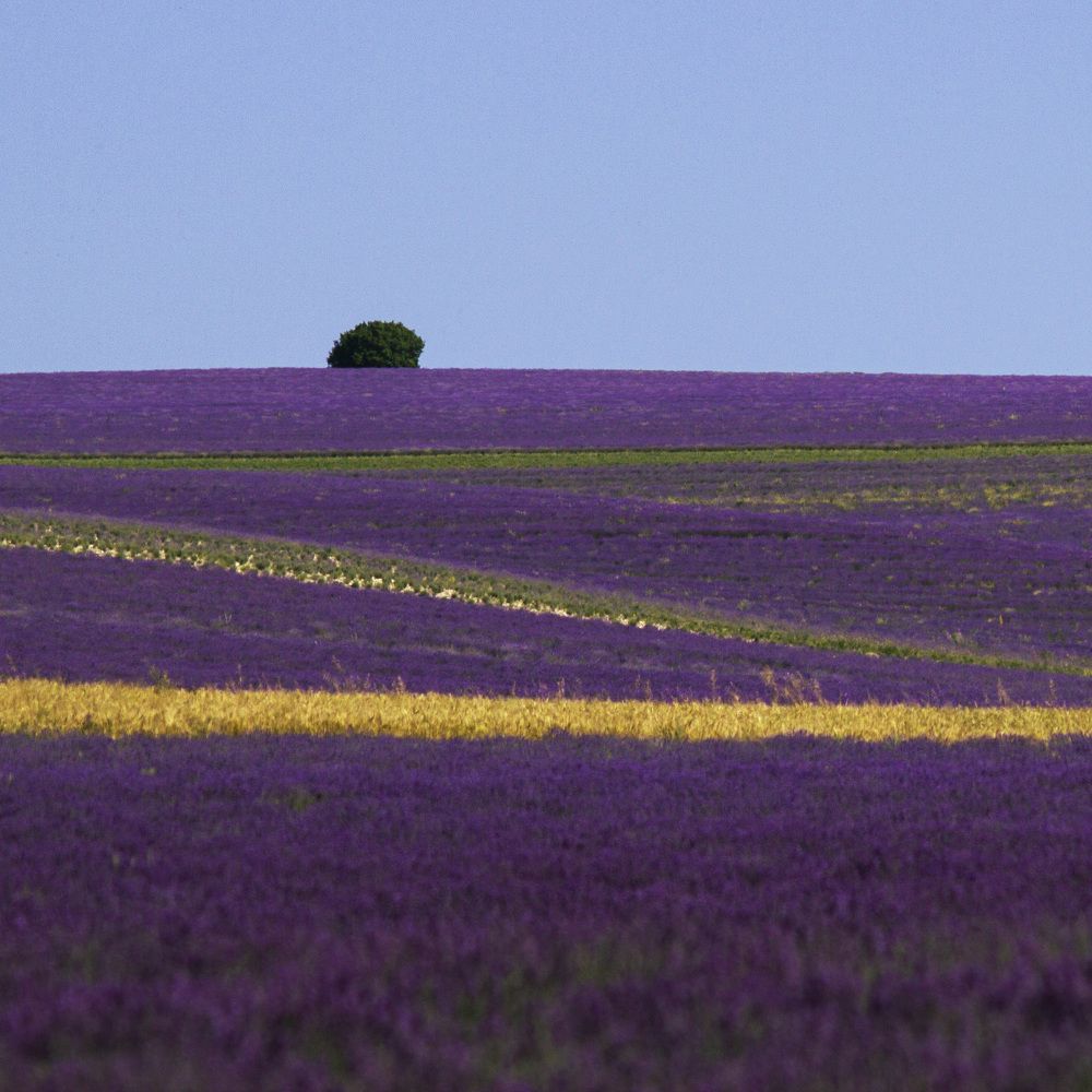 Лавандовый Рай Lavender Paradise