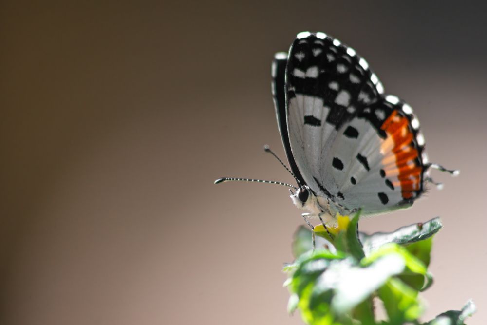 Photograph by Kushan Madushanka Sonnadara