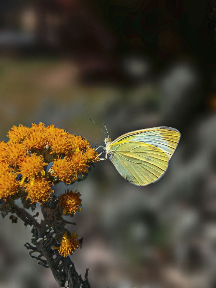 Photograph by sasan Mohamady