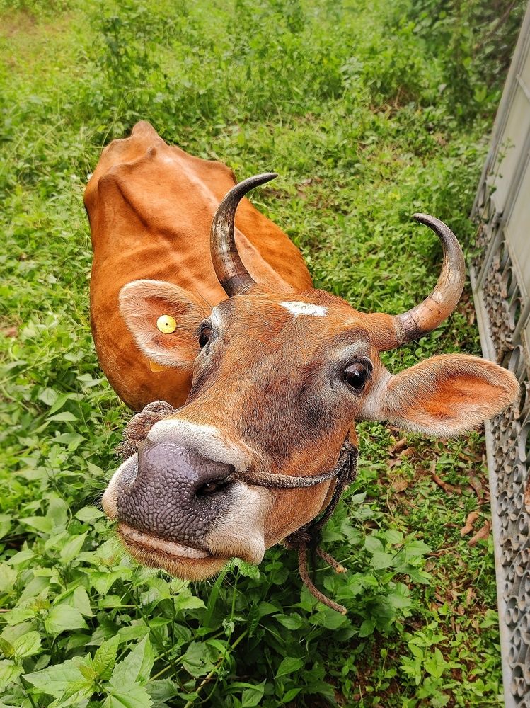 Photograph by Abhijith VG