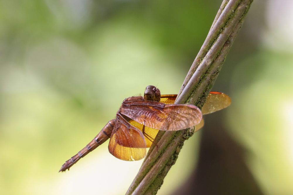 Photograph by Abhijith VG