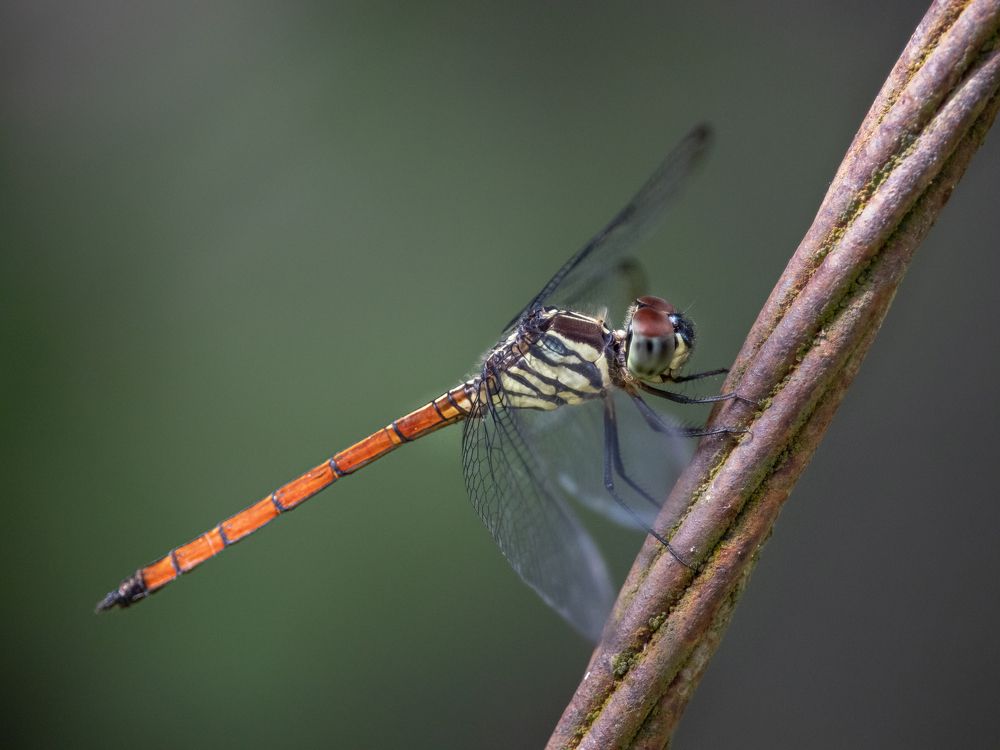 Photograph by Abhijith VG