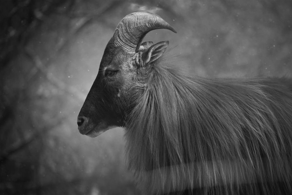 Фотография автора Nina Znidersic