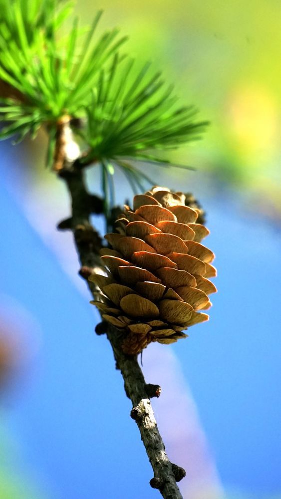 Шишка в Парке Ораниенбаума