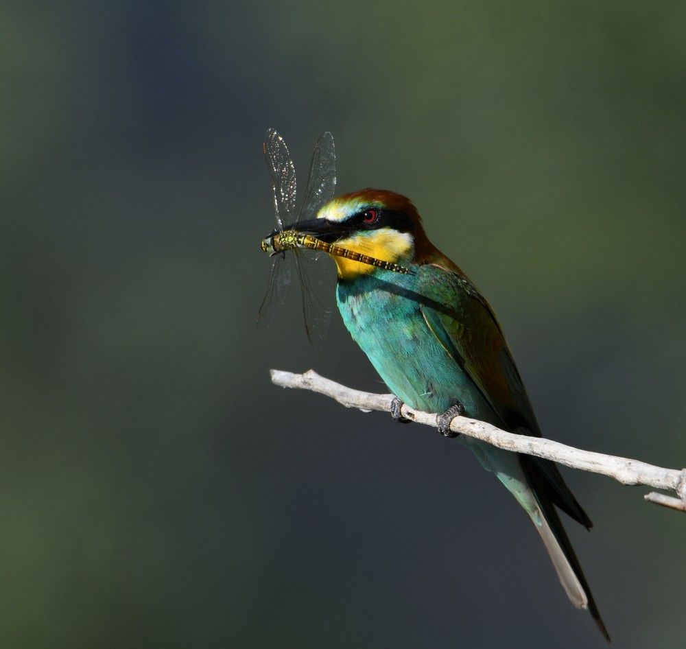 А вот не нужно передо мной своей красотой хвастаться.