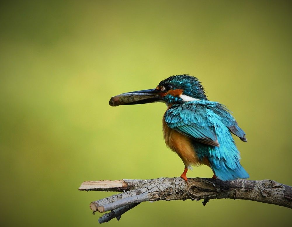 Удачная рыбалка!