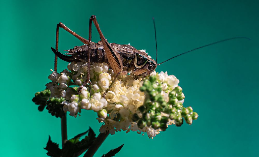 Photograph by Олег Зальвовский