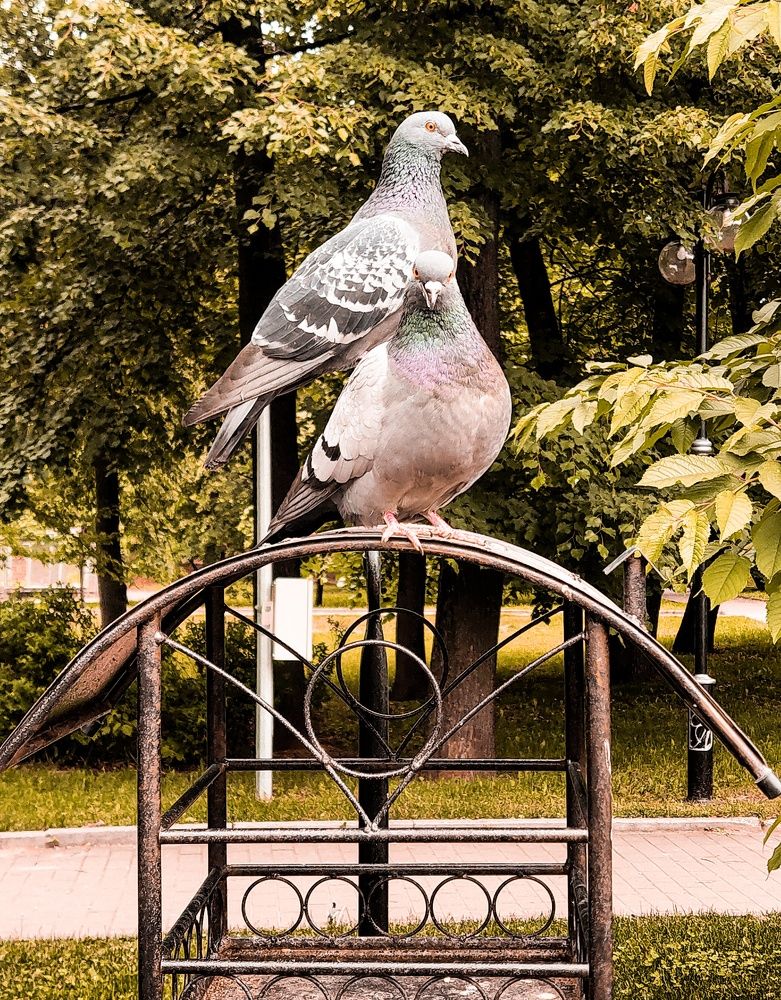 Голубиный патруль.