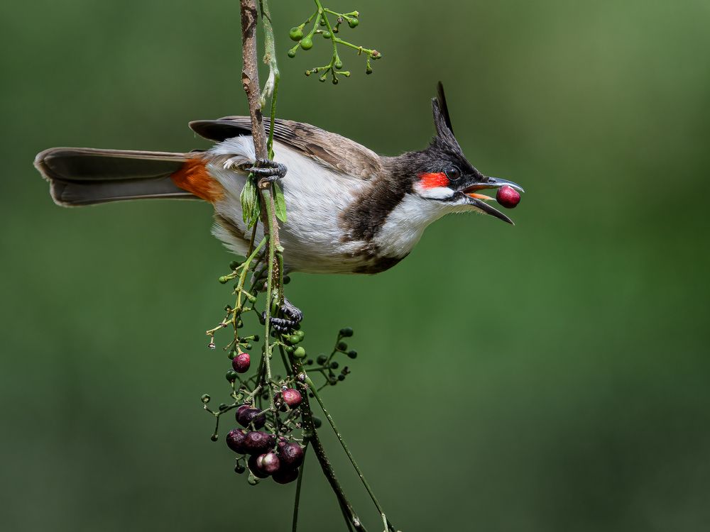 Red vented bulbul eating a cherry