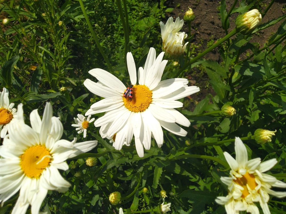 Photograph by Наталья Шулятина