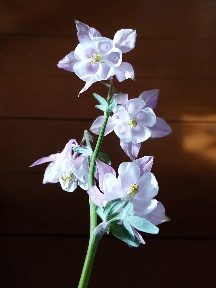 Photograph by Венера Галимова