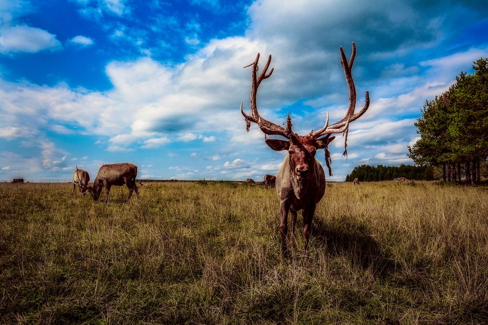 Photograph by Светлана Перминова