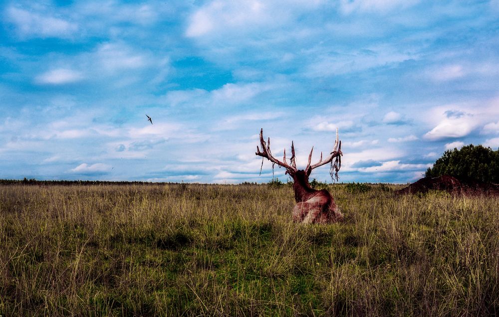 Photograph by Светлана Перминова