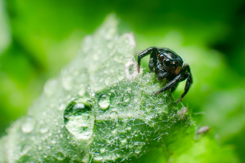 Photograph by Pramod Naween Padmananda