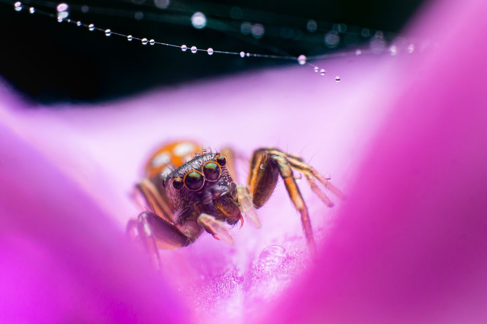 Photograph by Pramod Naween Padmananda