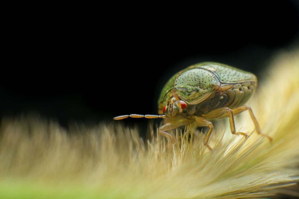 Vampire Eyes in Majestic Greens