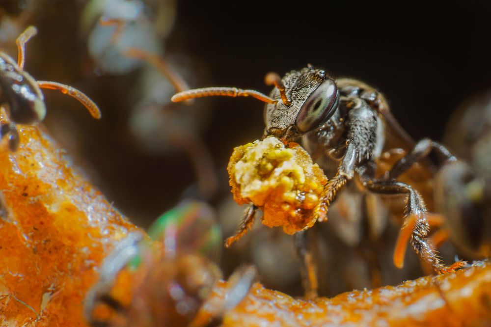 Photograph by Pramod Naween Padmananda