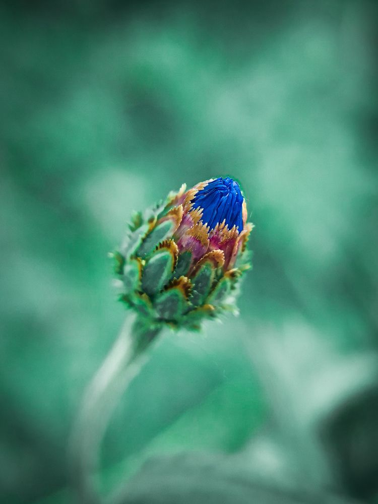 Бутон Василька