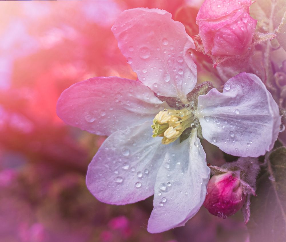 Яблоня в цвету