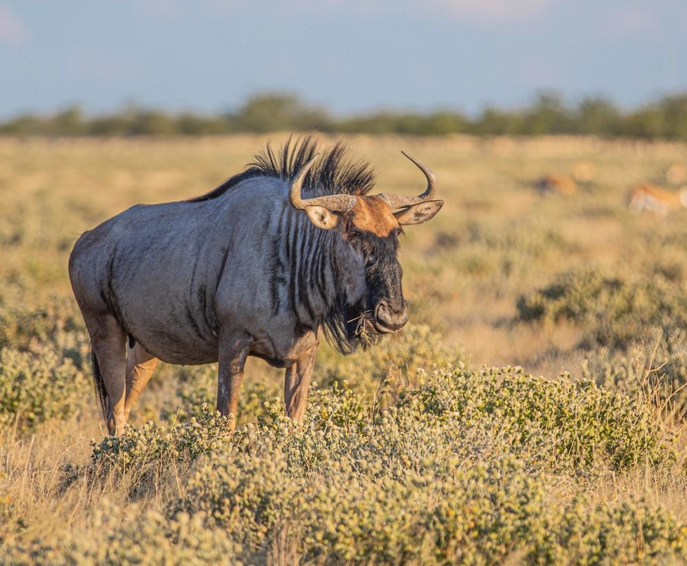Голубой гну