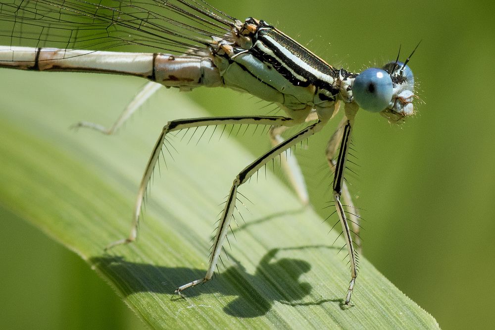 Попрыгунья стрекоза