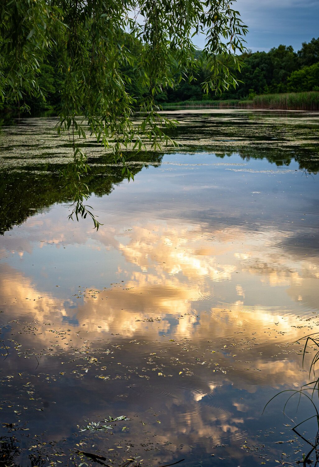 Photo #6276463