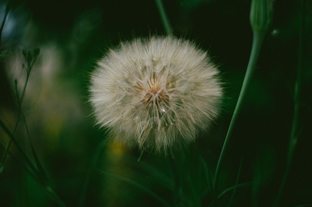 Одуван великолепный