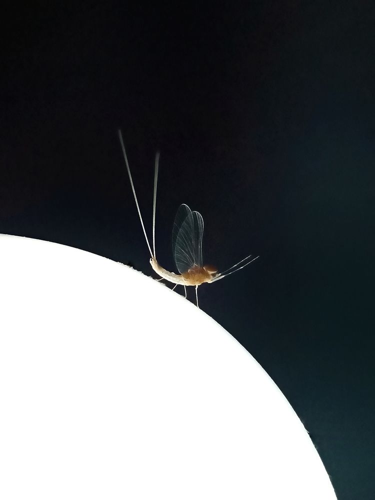 Photograph by K Rabikiran