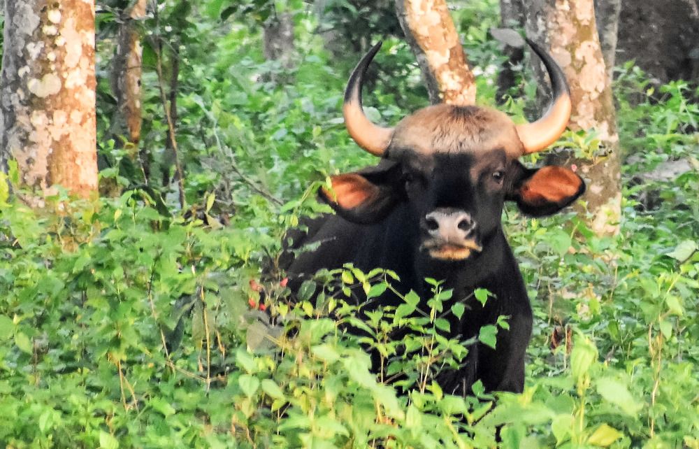 Photograph by Kamal Bhattacharjya