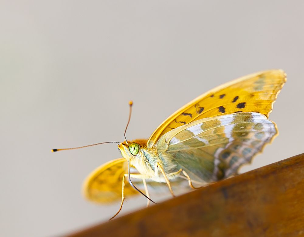 Photograph by ILONA KILA