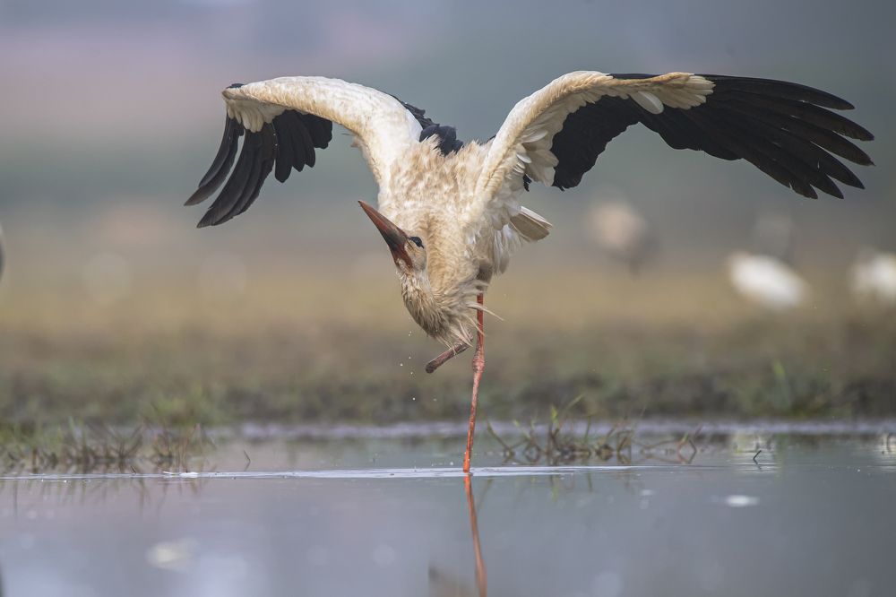 suffering from a stork .. with one foot